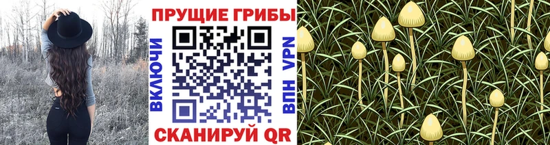 купить наркоту  Котлас  Галлюциногенные грибы GOLDEN TEACHER 